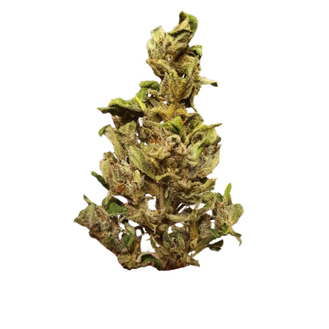 60 Day Wonder