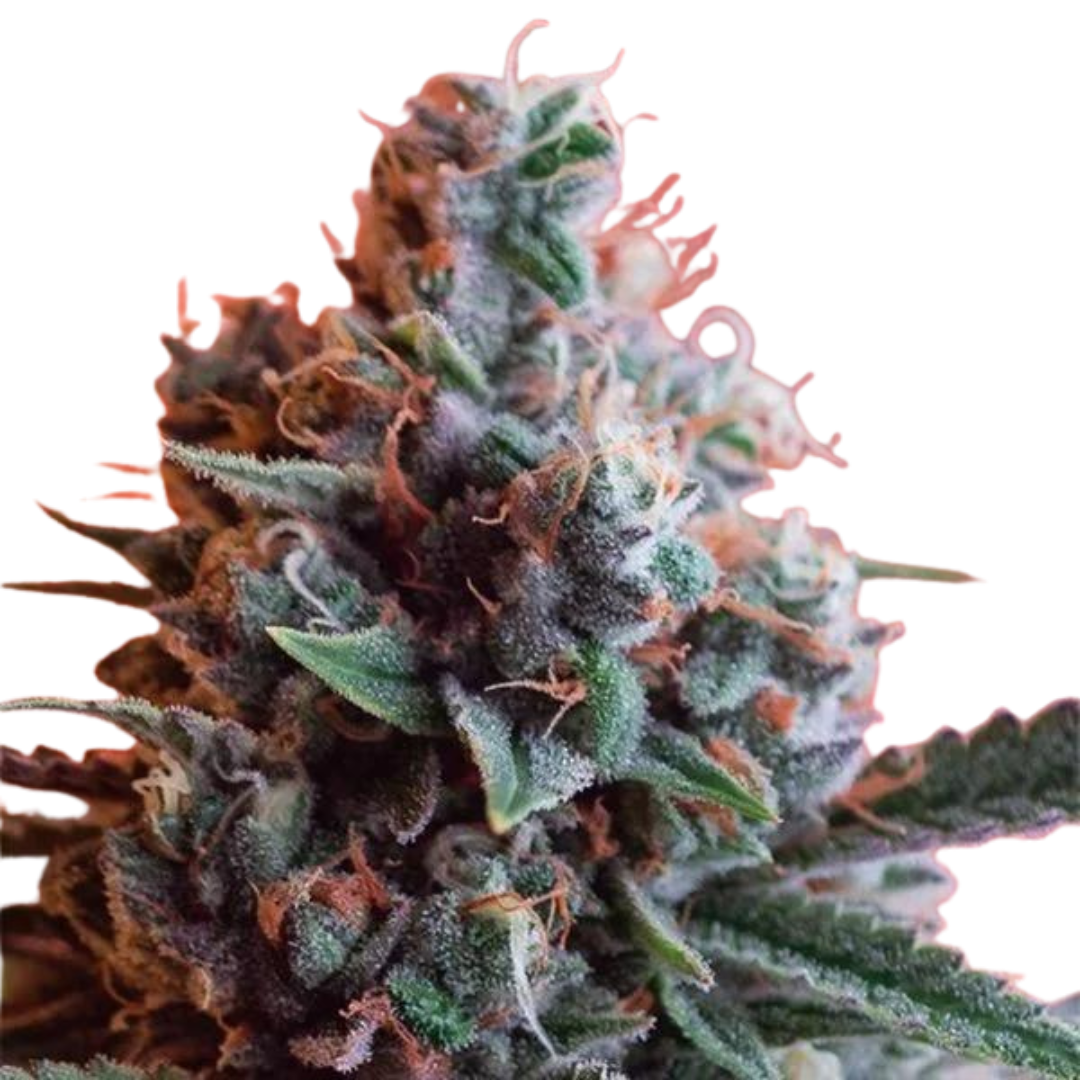 AK-49