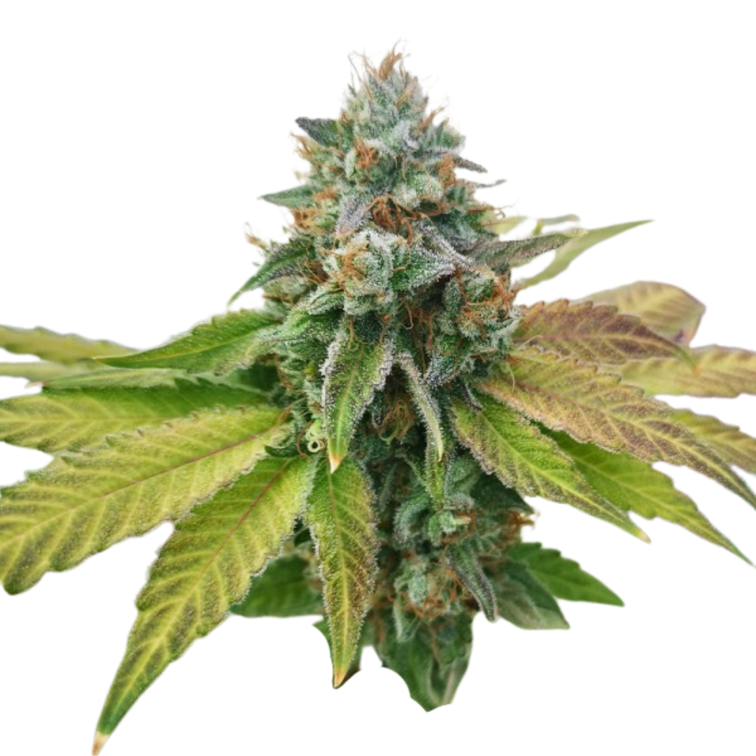 Afghan Widow