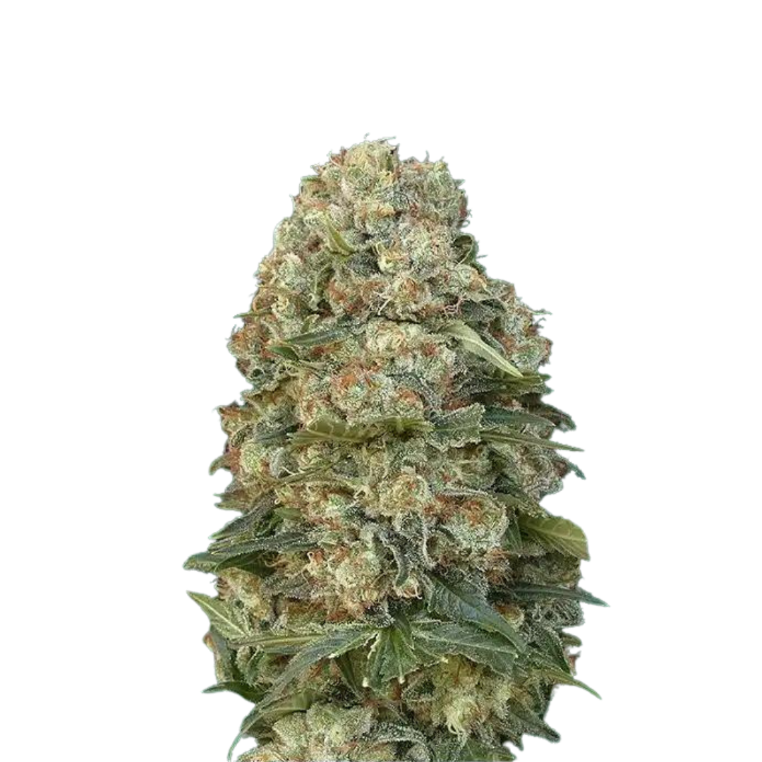 Afghan Skunk