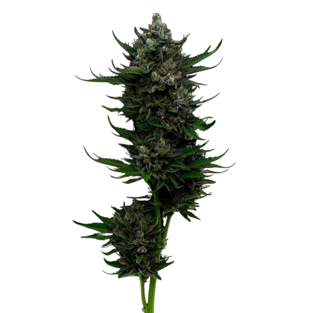 All Gas OG