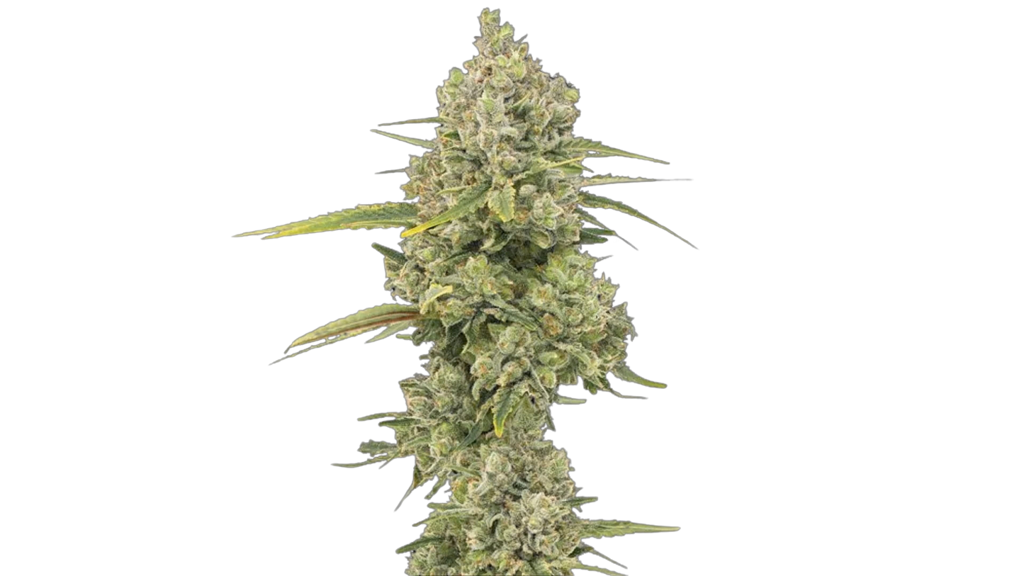 Jack Herer