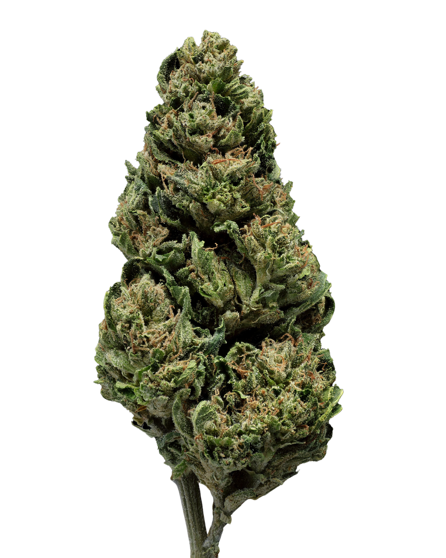 OG 18