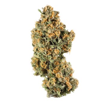 Critical Kush cannabis strain