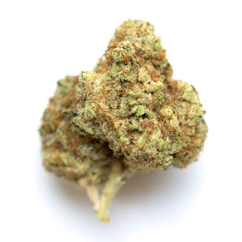 Watermelon cannabis strain