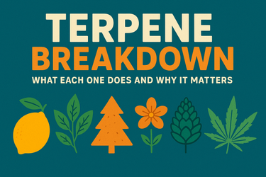Terpene Breakdown: What Each One Does and Why It Matters