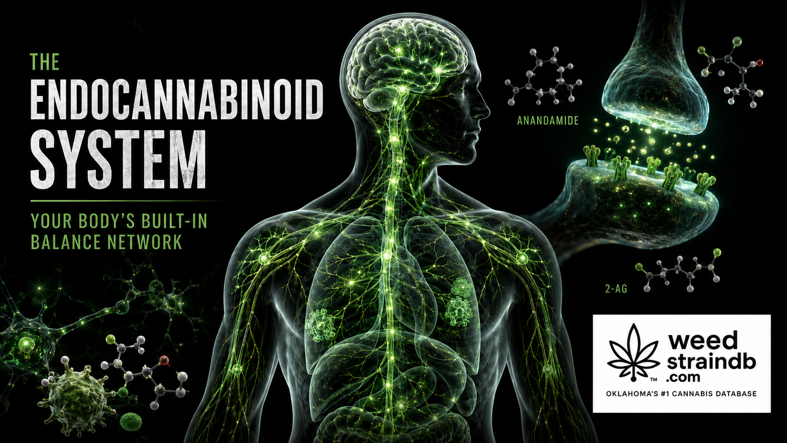 The Endocannabinoid System: Your Body’s Built-In Balance Network