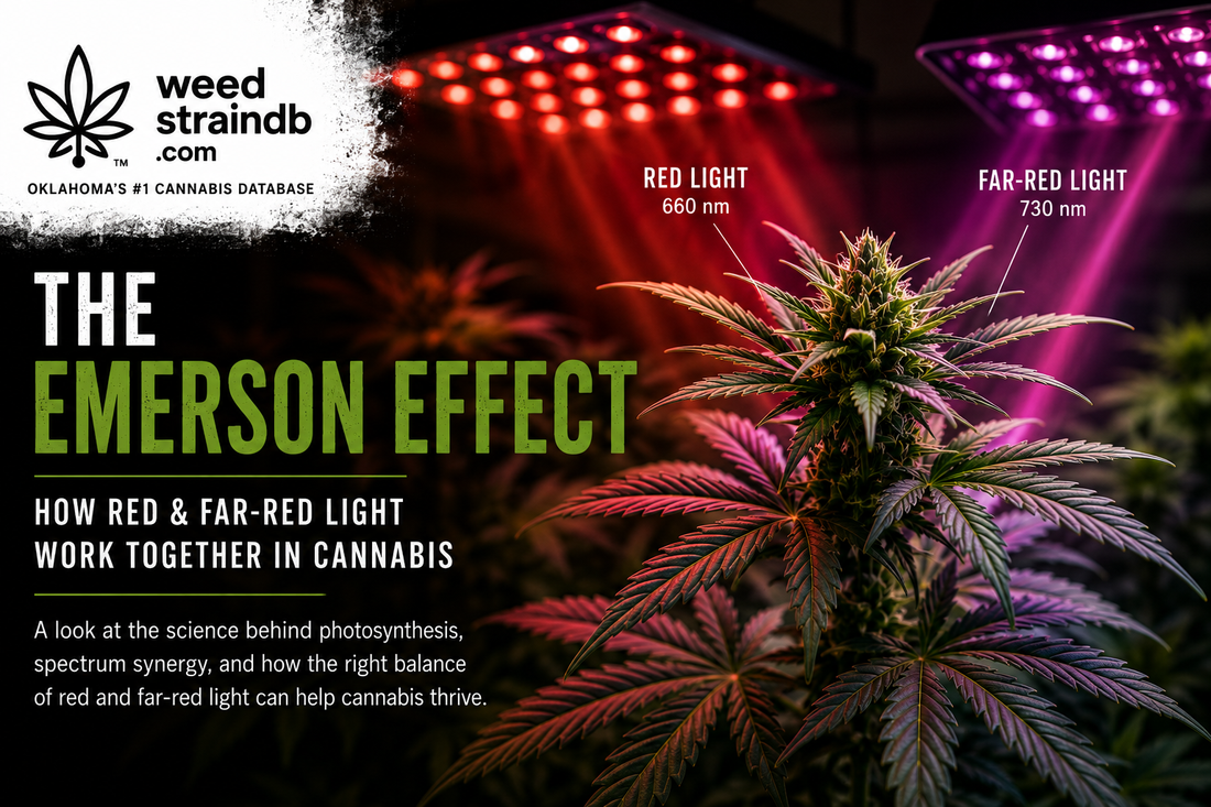 The Emerson Effect: How Red and Far-Red Light Work Together in Cannabis