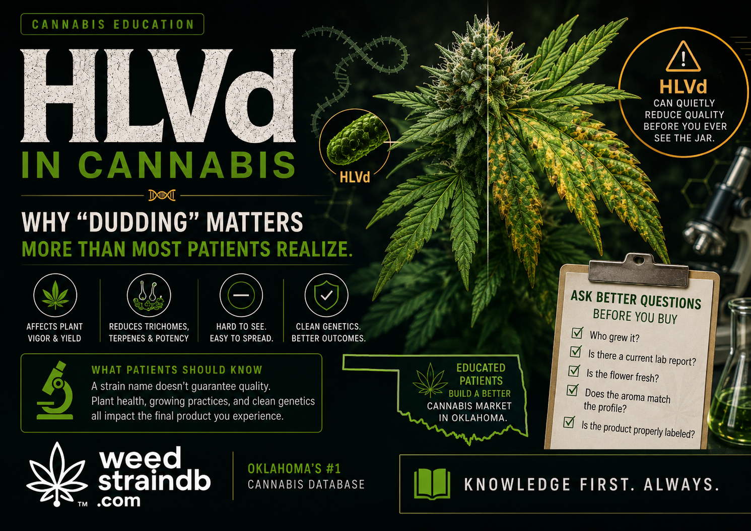 HLVd in Cannabis: Why “Dudding” Matters More Than Most Patients Realize