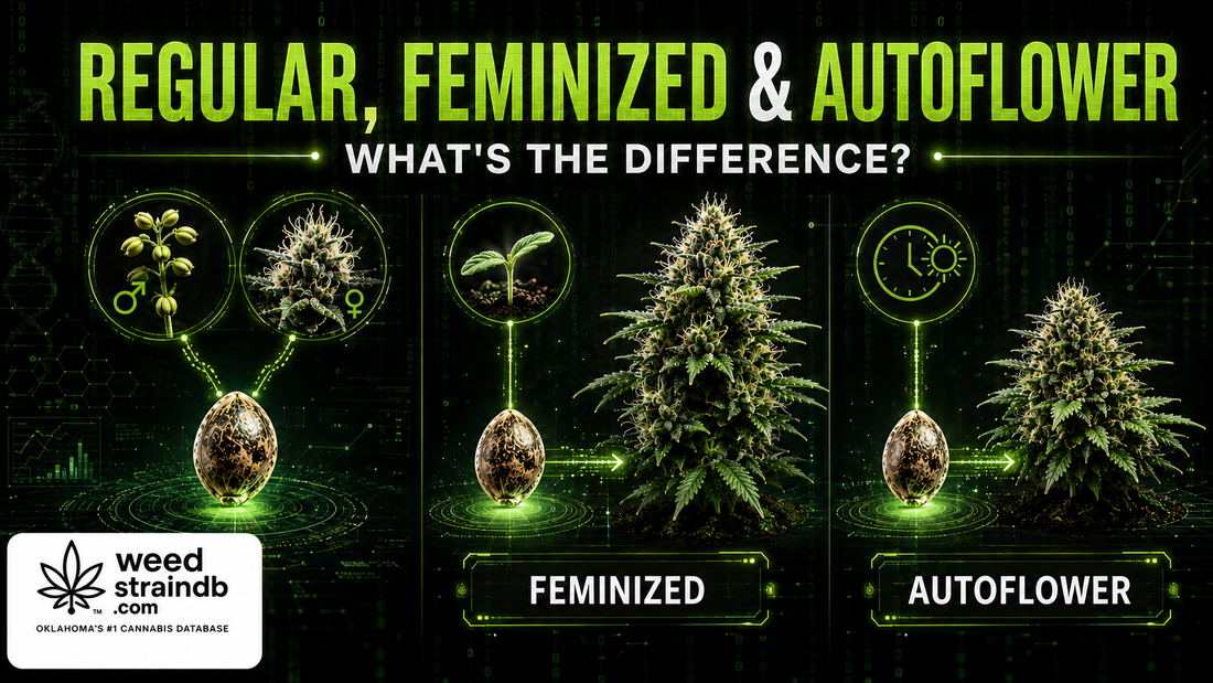 Regular, Feminized, and Autoflower Seeds: What’s the Difference?