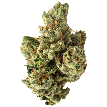 SFV OG Kush cannabis strain