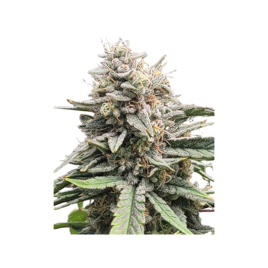 100 OG