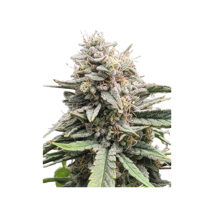 100 OG