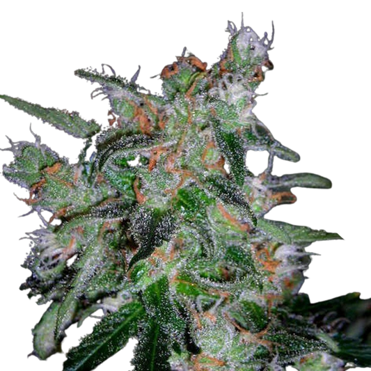 60 Day Lemon