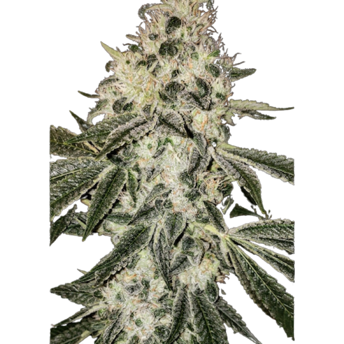 9D4