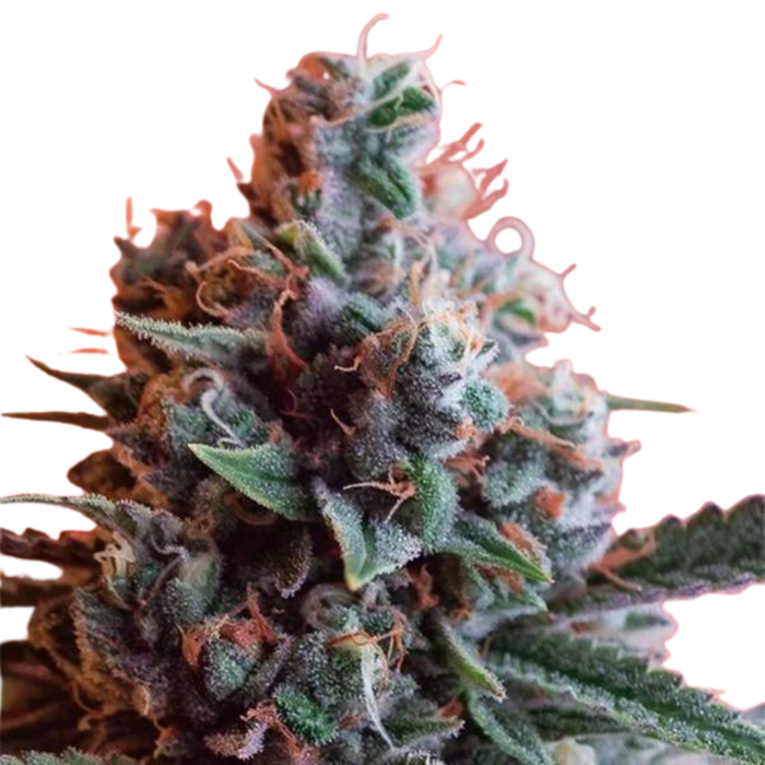 AK-49