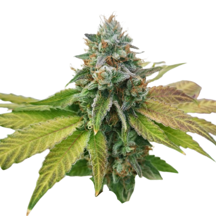Afghan Widow