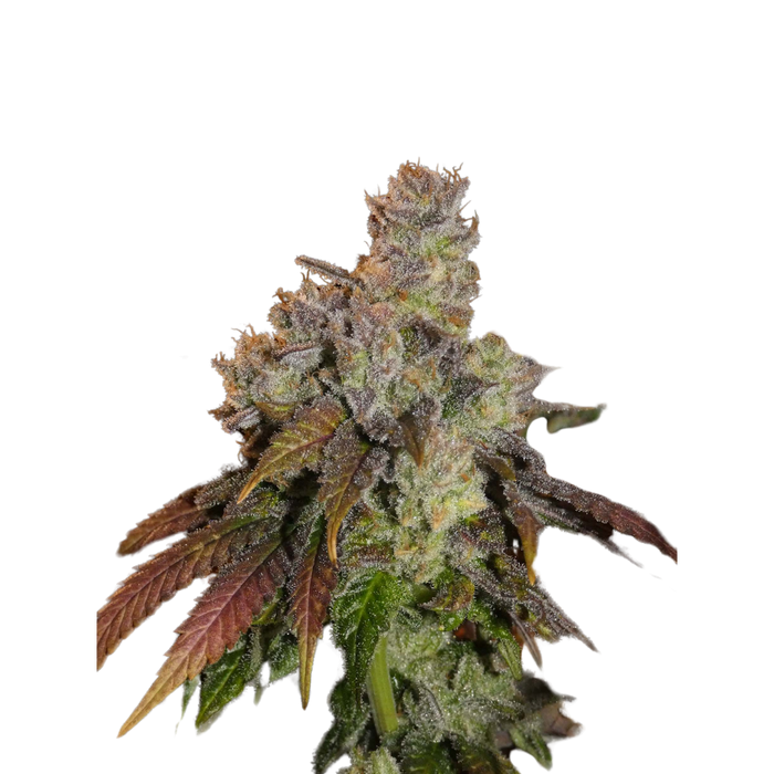 Afghani Lemon
