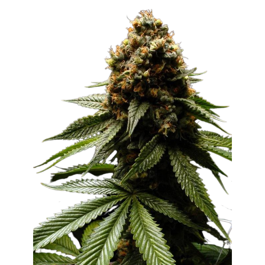 Afghanica