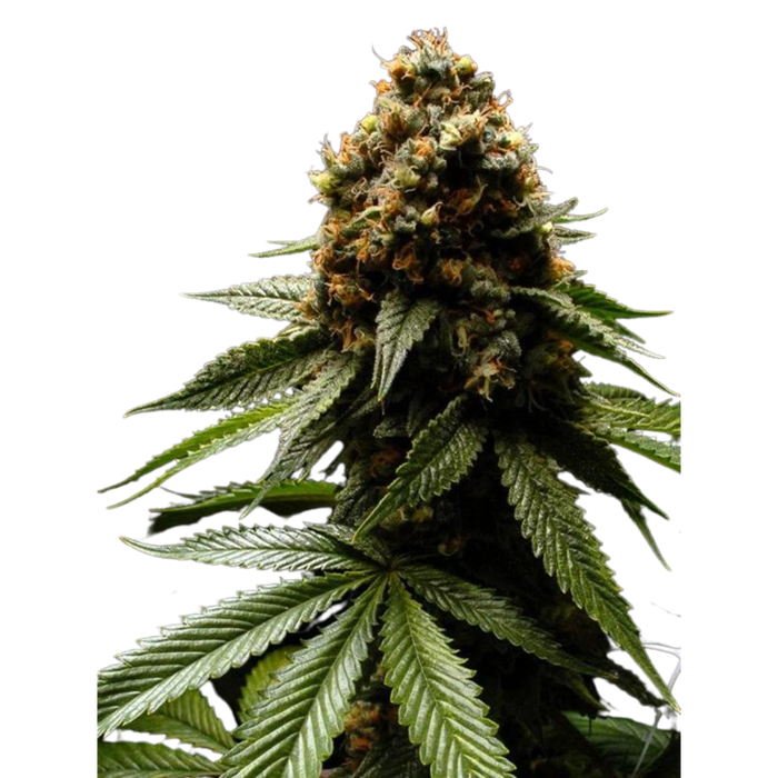 Afghanica