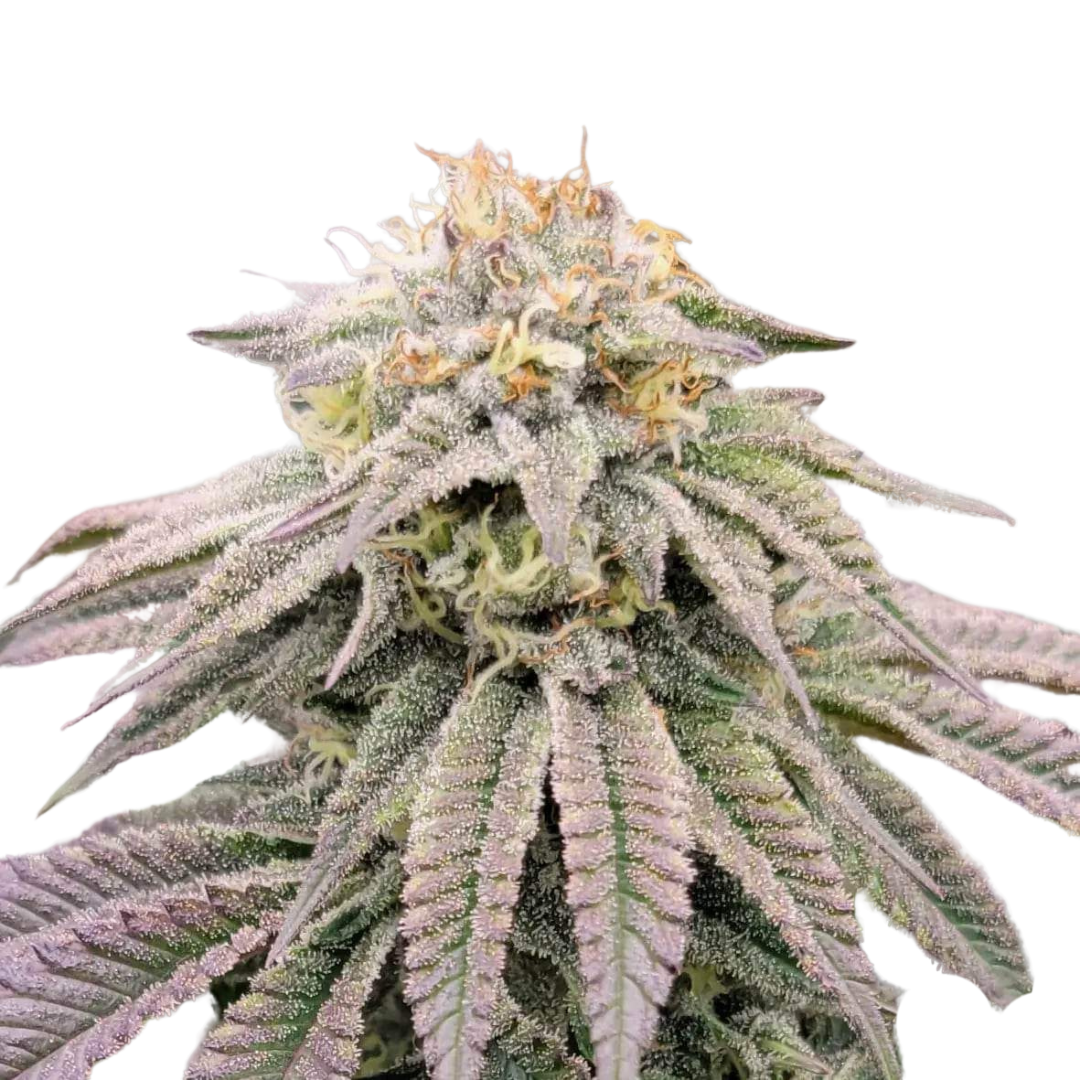 African Orange Glue