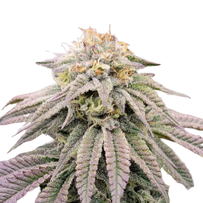 African Orange Glue