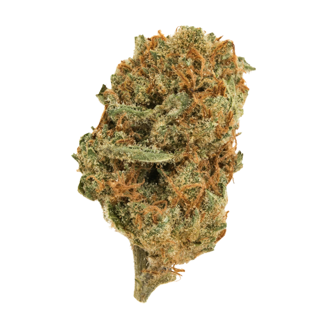 Agent Tangie