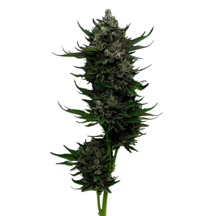 All Gas OG