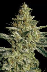 All kush