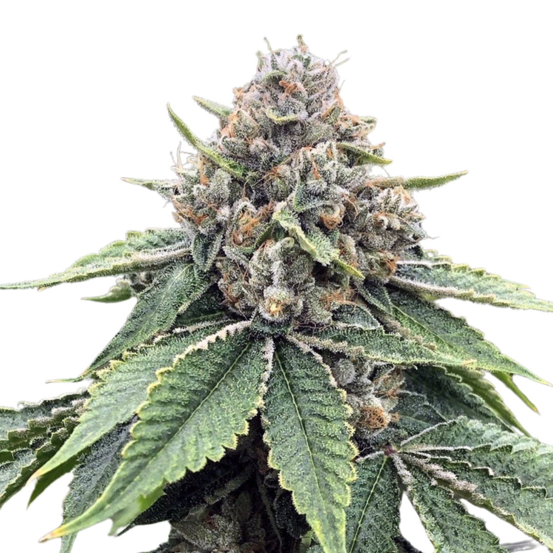 Alpha OG