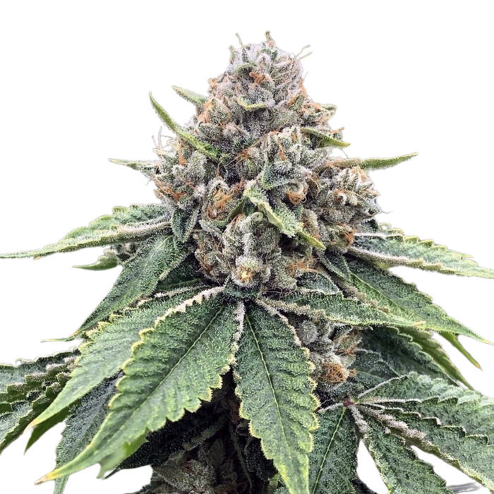 Alpha OG