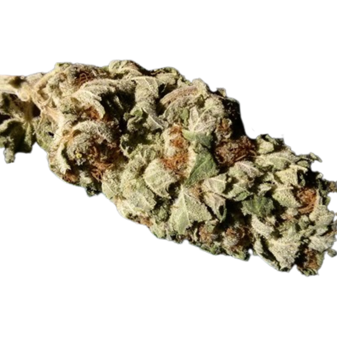 Ambrosia