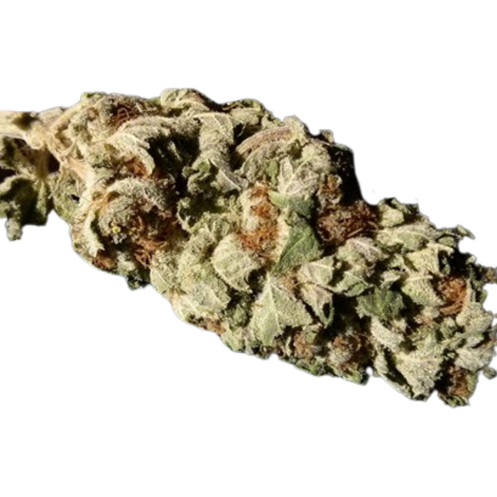 Ambrosia