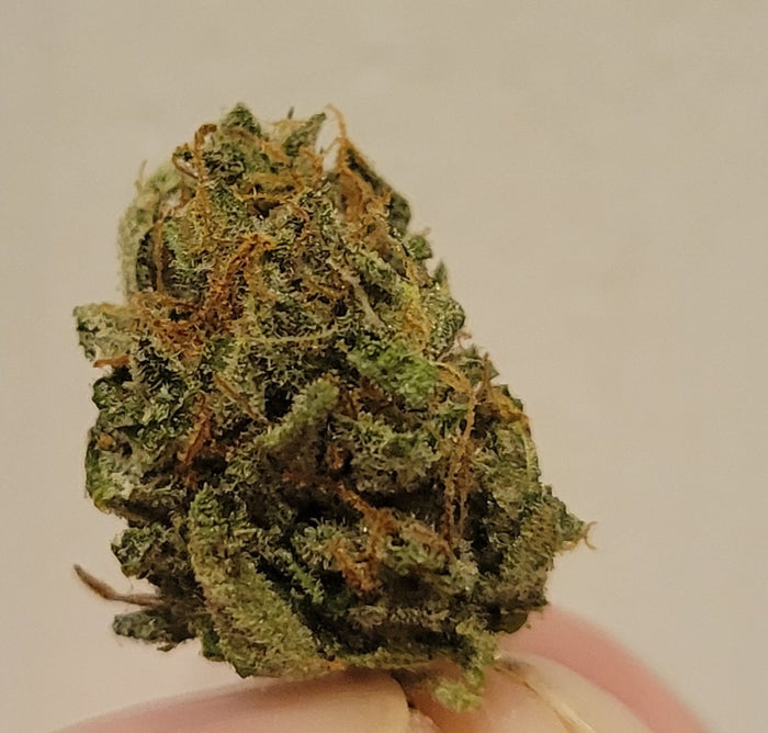 Amnesia