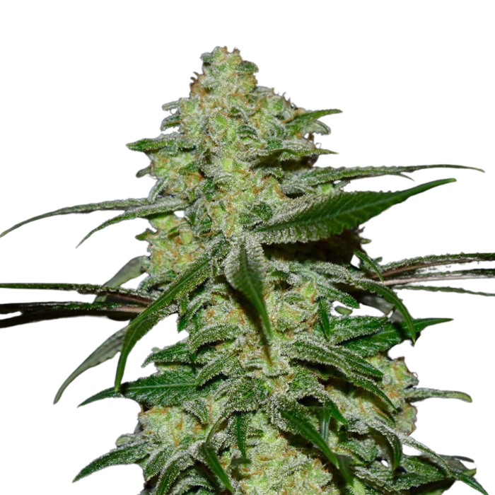 Anesia Scout Cookies