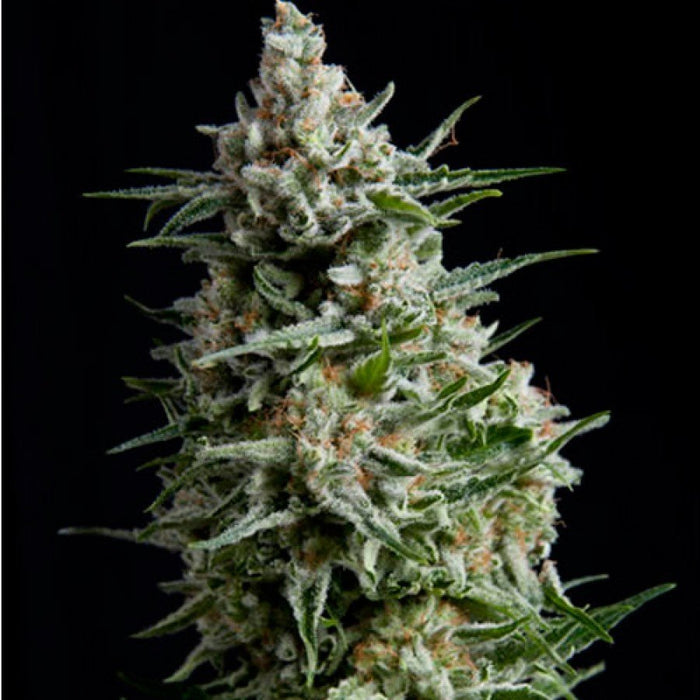 Anesthesia