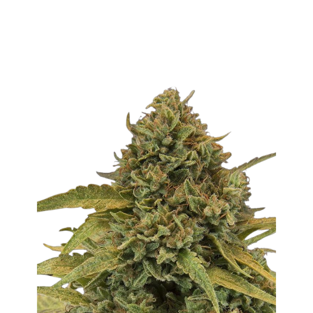 Bad Azz Kush