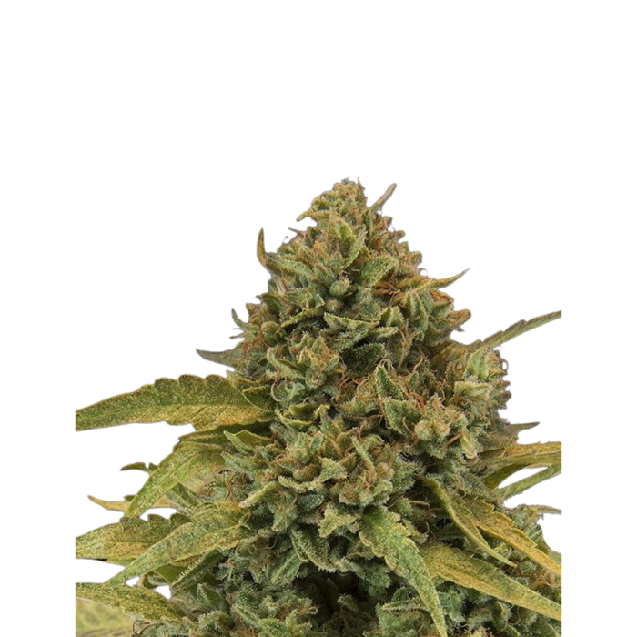Bad Azz Kush