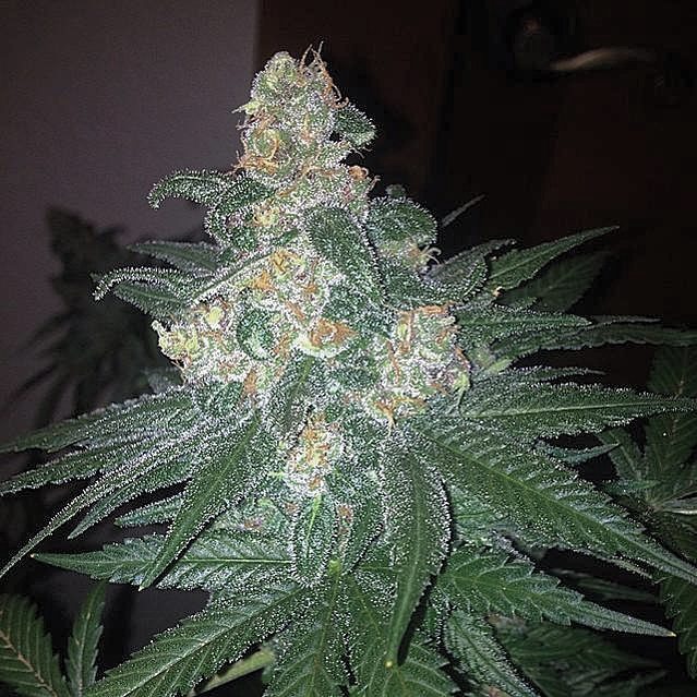 Big Sur Holy Weed