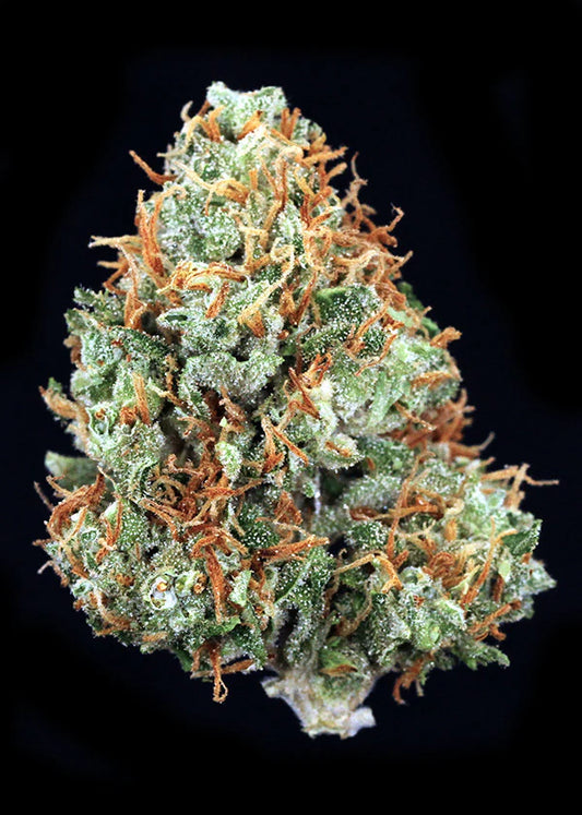 Black Domina