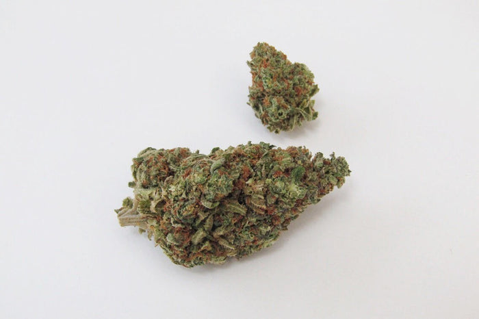 Great White Shark