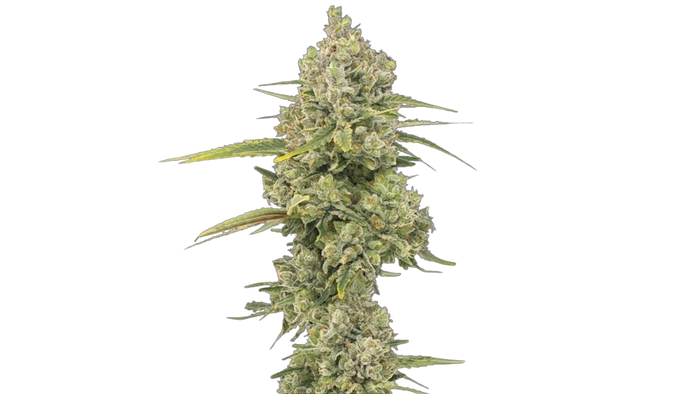 Jack Herer