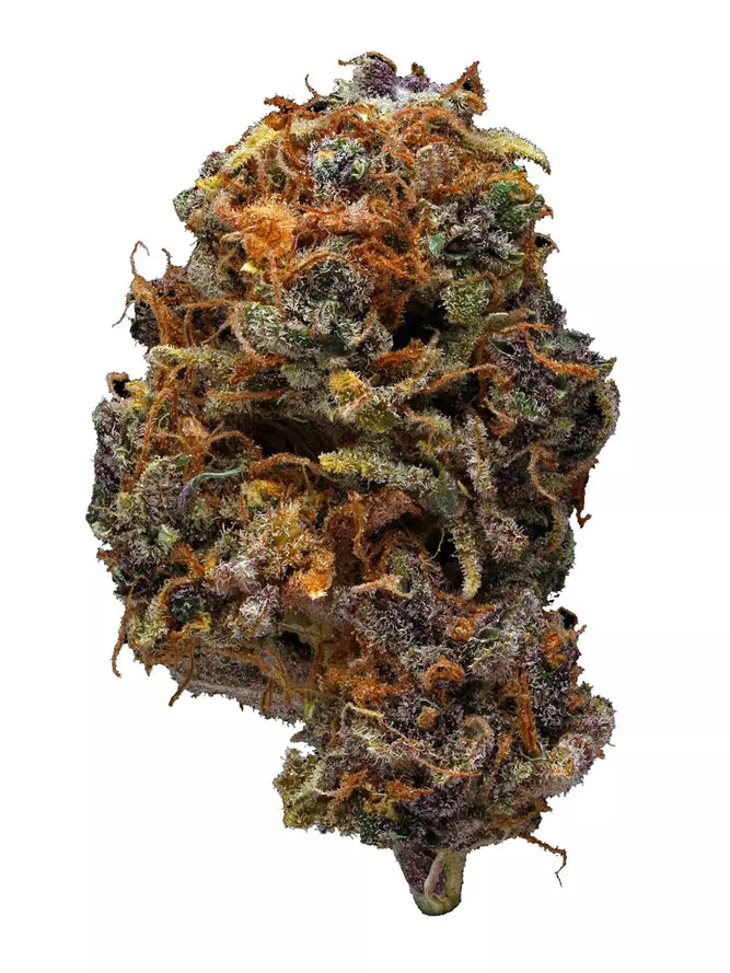 Purple Stardawg