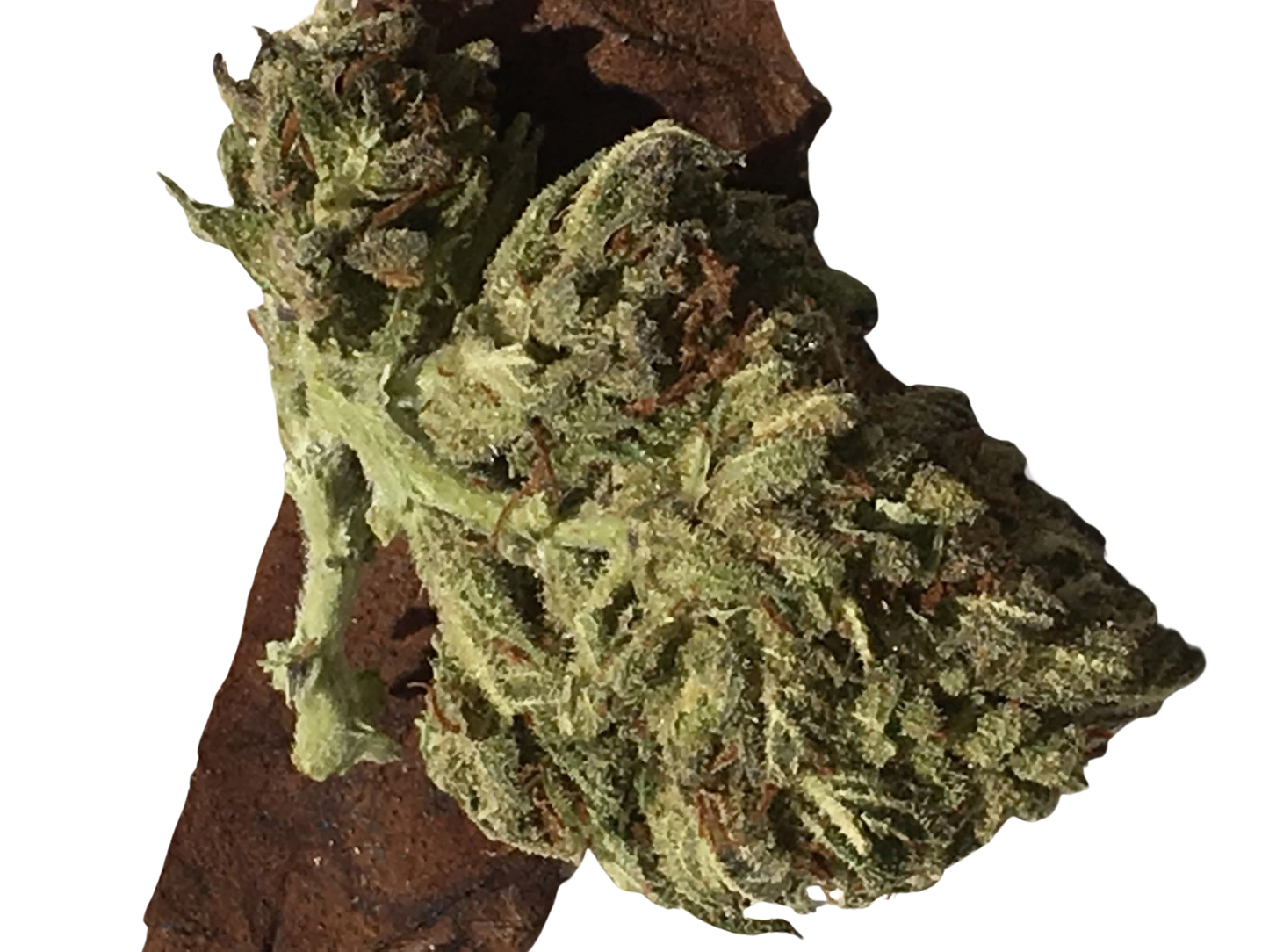 Twisted Citrus