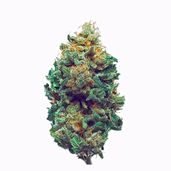 Harlequin cannabis strain