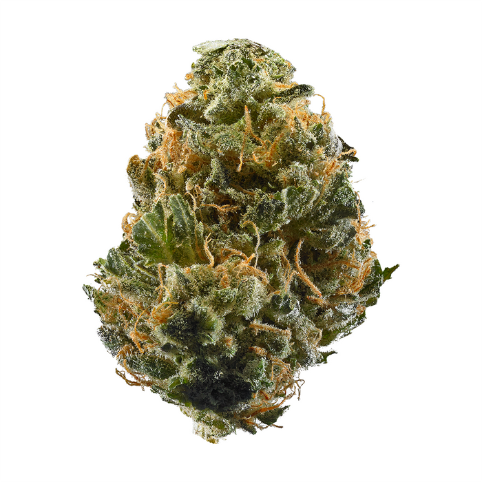 Haze cannabis strain