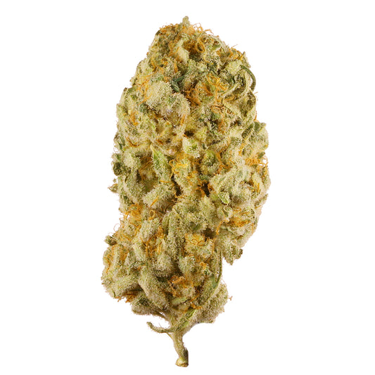 Jack Herer cannabis strain