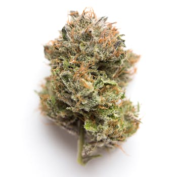 Obama Kush cannabis strain