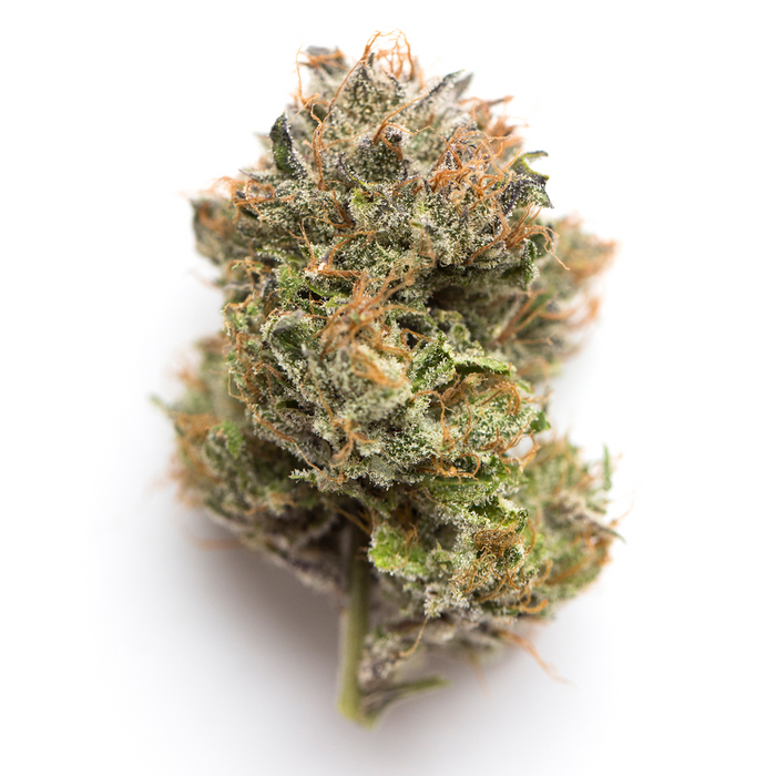 Gelato 33 cannabis strain