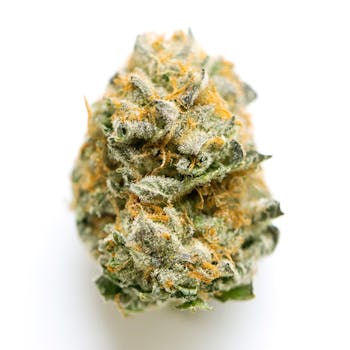 Cookie Dough cannabis strain